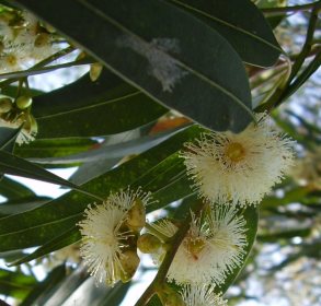 Eucalyptus Lemon Essential Oil India 2